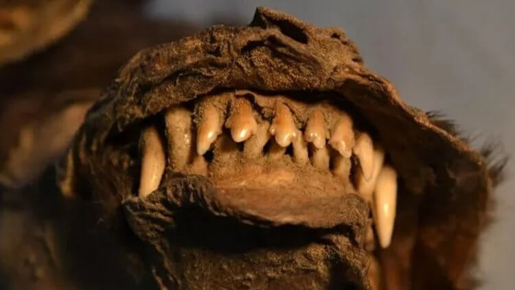 На каких животных охотились собаки 1000 лет назад?