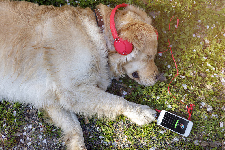 Даже в Spotify появились свои «Истории»