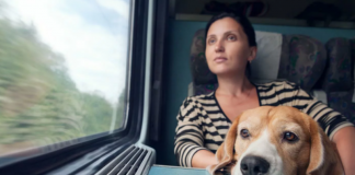 Как путешествовать с домашним питомцем?