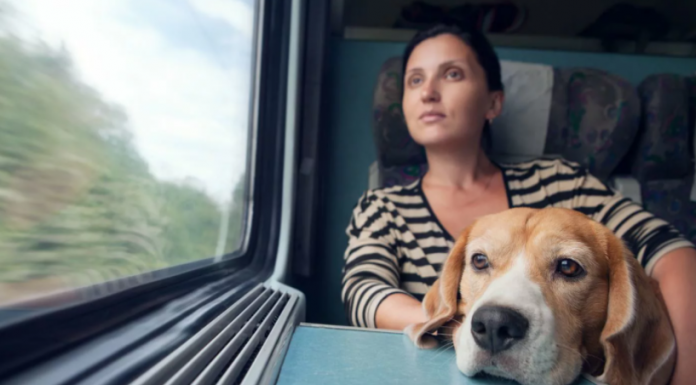 Как путешествовать с домашним питомцем?