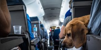 Как Лучше Путешествовать на Автобусе с Животными