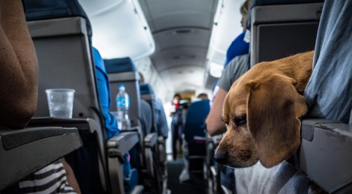 Как Лучше Путешествовать на Автобусе с Животными