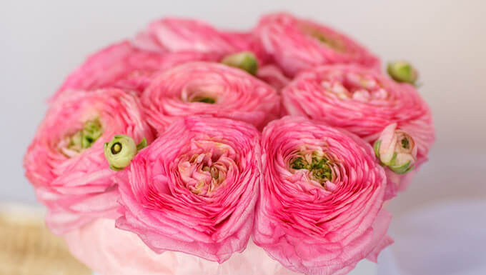 Искусство цветения: секреты создания композиций из ранункулюсов